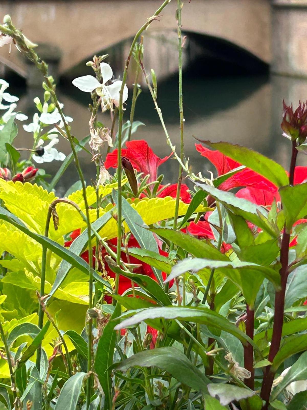 Les Hortensias Séjour chez l'habitant Fortschwihr