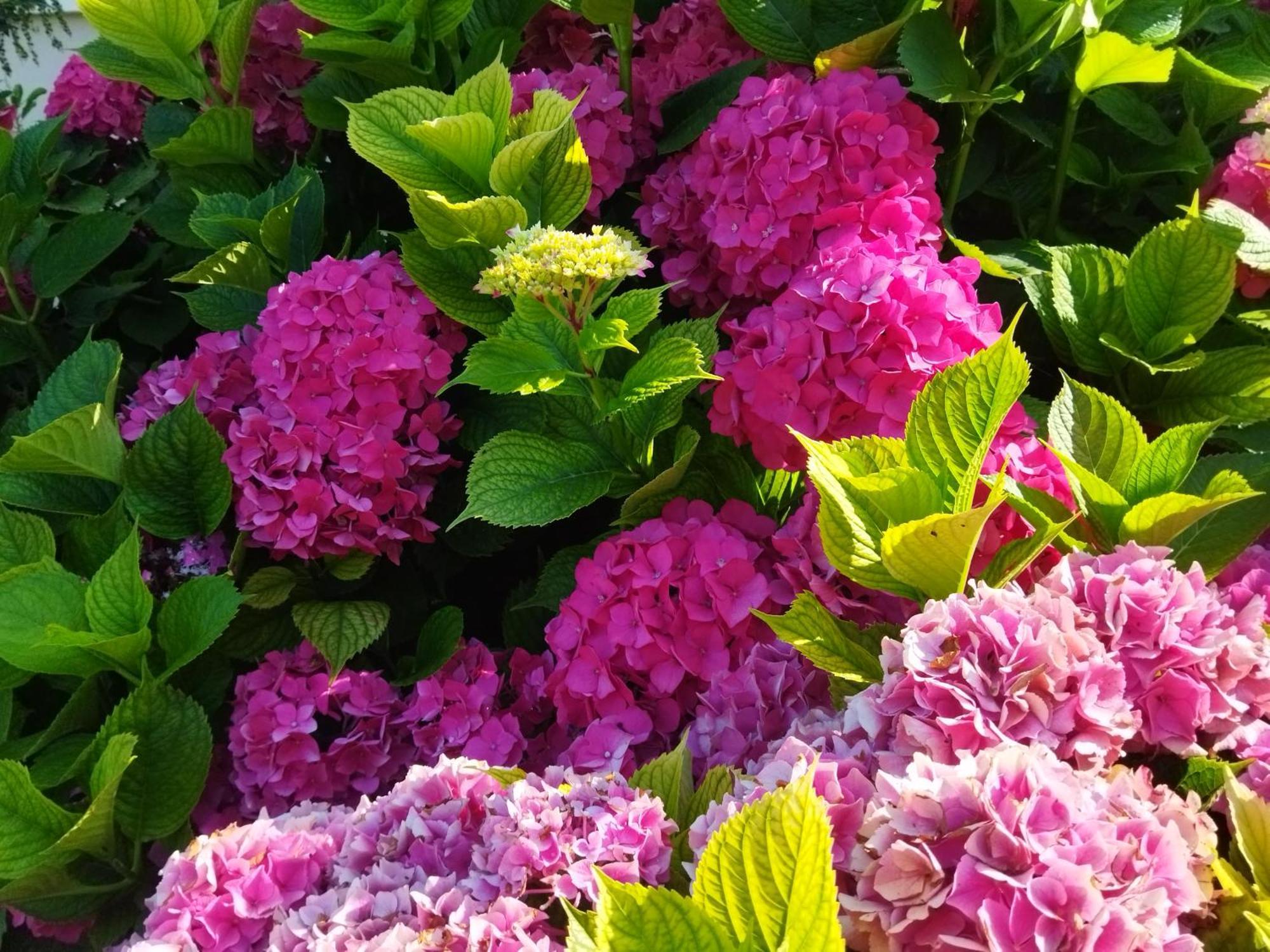 Les Hortensias Séjour chez l'habitant Fortschwihr