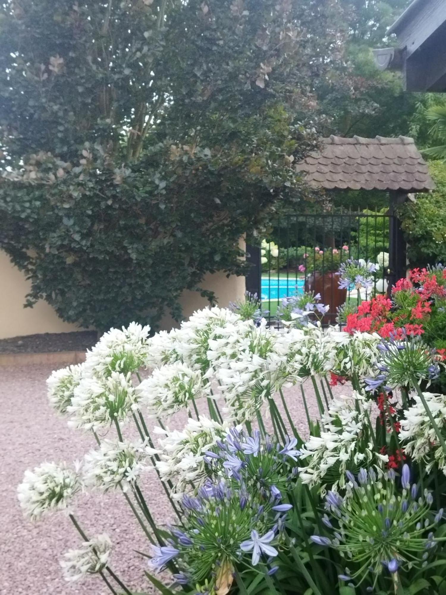 Les Hortensias *